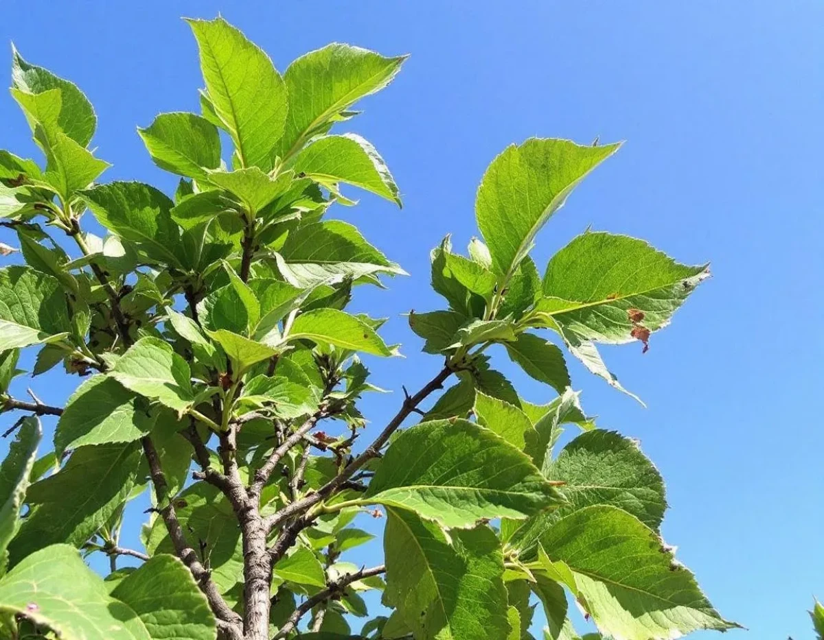 Comment gérer les feuilles marron des plantes : Causes et solutions pratiques
